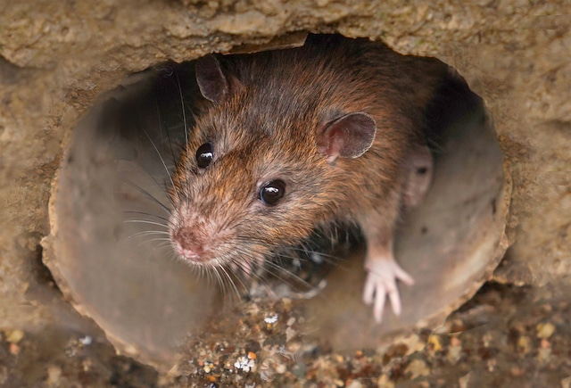 Closeup of a rat looking toward the camera from sewer