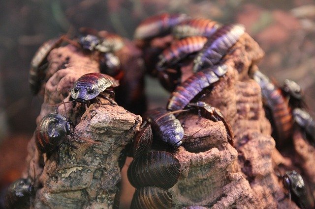 loads of cockroaches