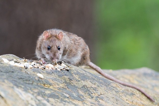 rat catcher london