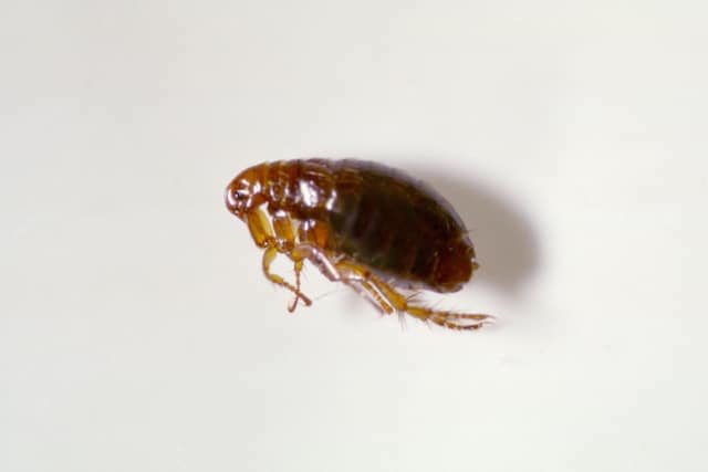 a flea close up