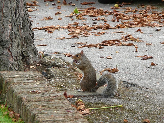 city squirrel control