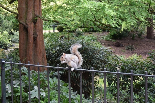london park squirrel