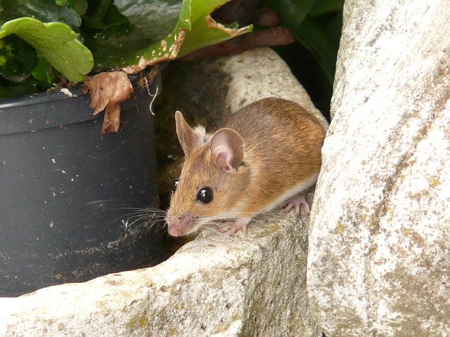 mouse in the garden