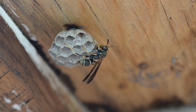 indoor wasp nest