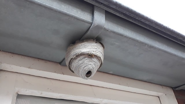 nest by door