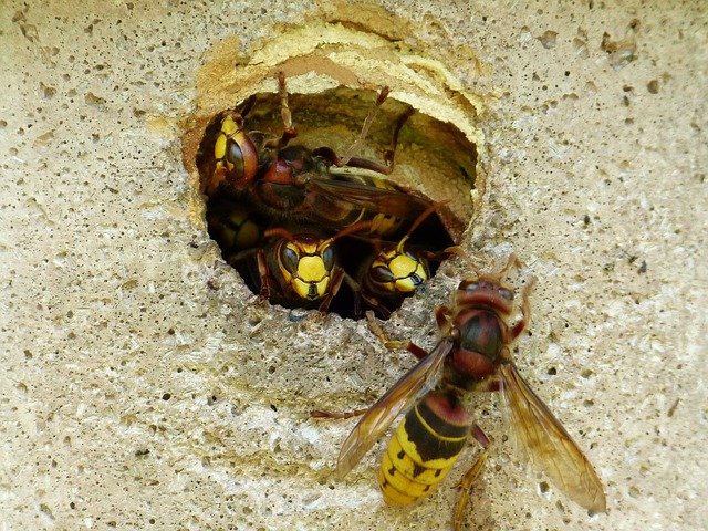 wasp nest in hole